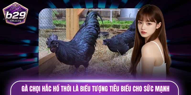 Gà chọi Hắc Hổ Thới là biểu tượng tiêu biểu cho sức mạnh