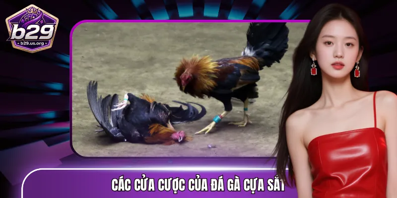 Các cửa cược phổ biến của đá gà cựa sắt