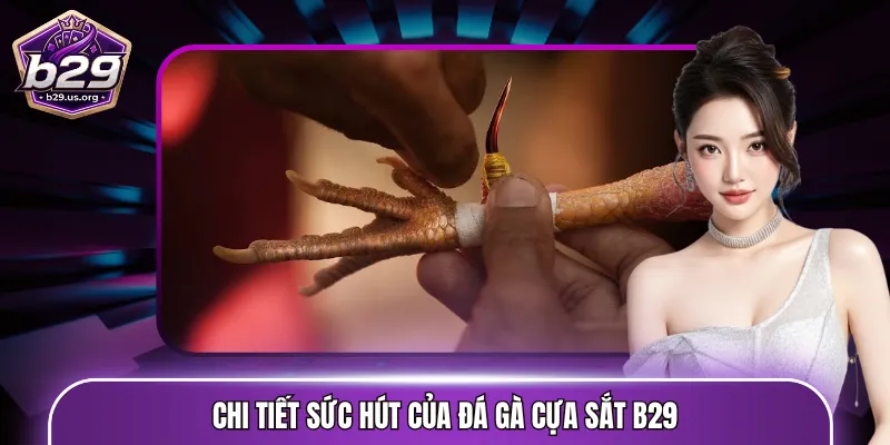 Chi tiết sức hút của đá gà cựa sắt B29