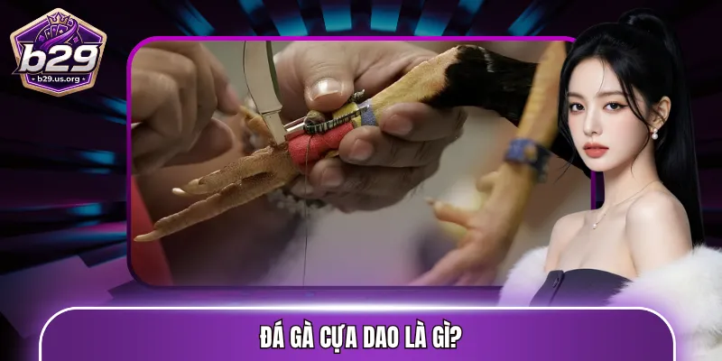 Đá gà cựa dao là gì?