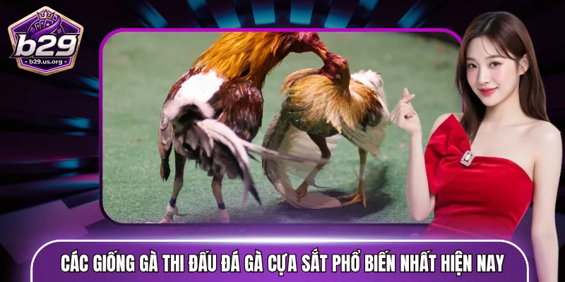 Các giống gà thi đấu đá gà cựa sắt phổ biến nhất hiện nay