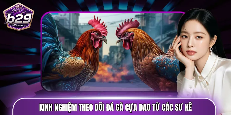 Kinh nghiệm theo dõi đá gà cựa dao từ các sư kê